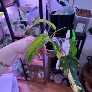 RESERVED domesticum, mcdowell, obliqua